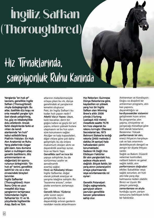 Horse Magazine Design